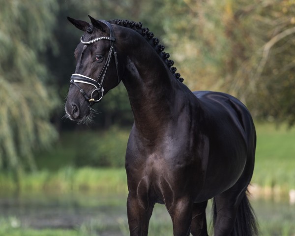stallion Sénégal de Fontaine (Oldenburg, 2020, from Springbank II VH)