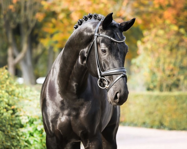stallion Total McLaren (Oldenburg, 2017, from Totilas)