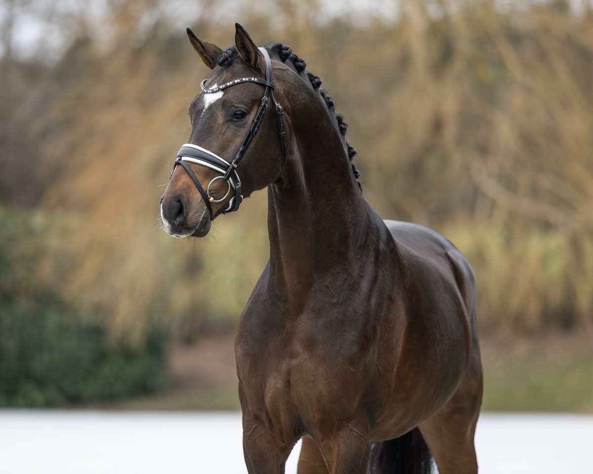 Deckhengst V-Power (Westfale, 2020, von Viva Gold OLD)