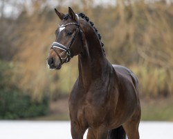 Deckhengst V-Power (Westfale, 2020, von Viva Gold OLD)