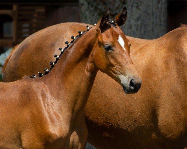 horse Hermione (Trakehner, 2020, from Donauabend)