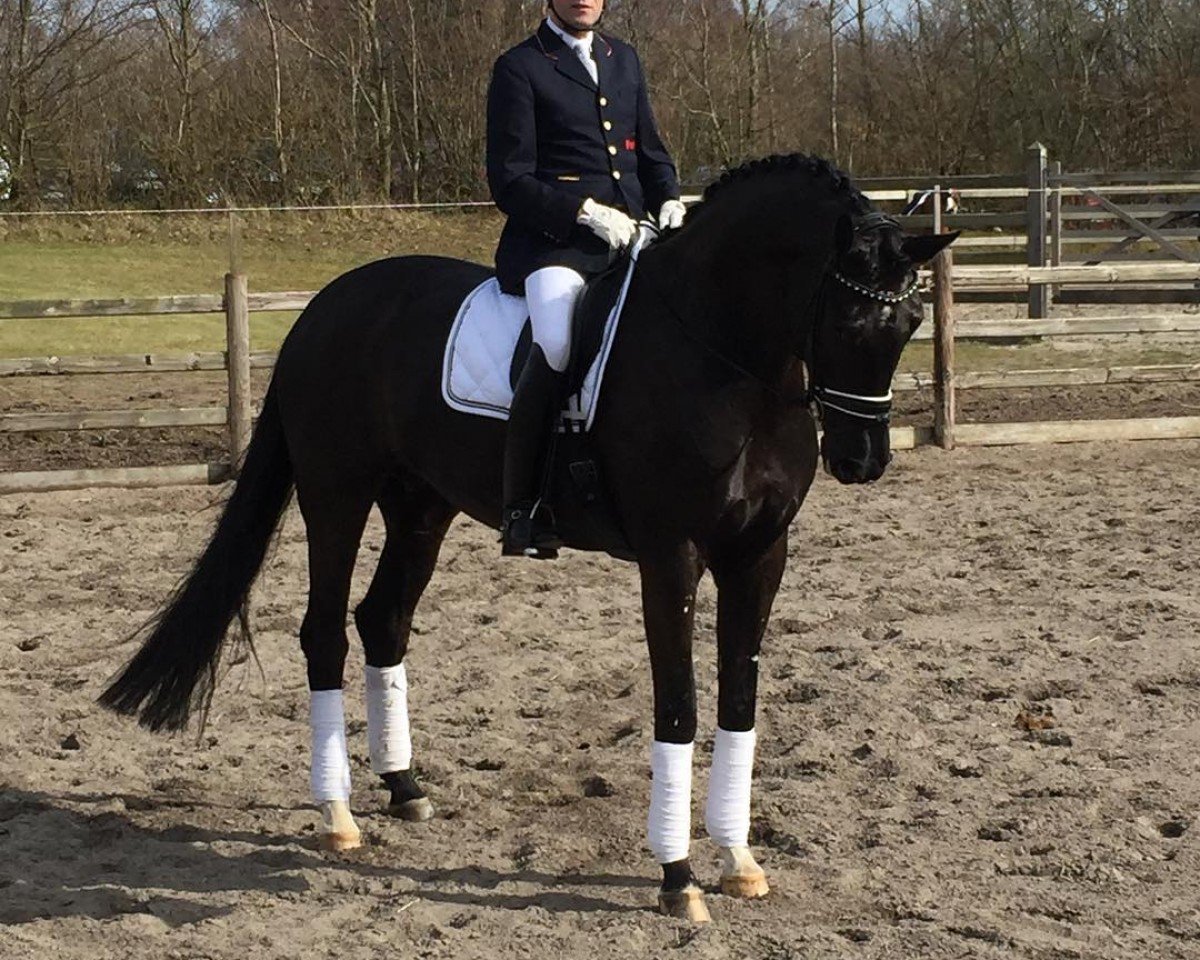 broodmare Fuerstin Weihe (Oldenburg, 2009, from Fürst Romancier)