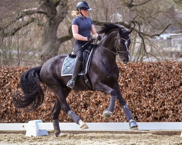dressage horse Special Gold Pch (Oldenburg, 2016, from San Amour I)