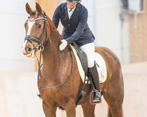 dressage horse Weihniccia (Oldenburg, 2017, from Callaho's Benicio)