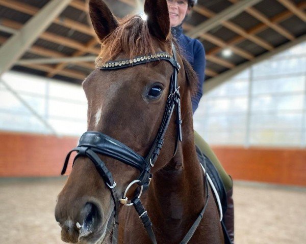 horse Dream de Halliers (Oldenburg, 2017, from Glock's Dream Boy) horse Dream de Halliers (Oldenburg, 2017, from Glock's Dream Boy)