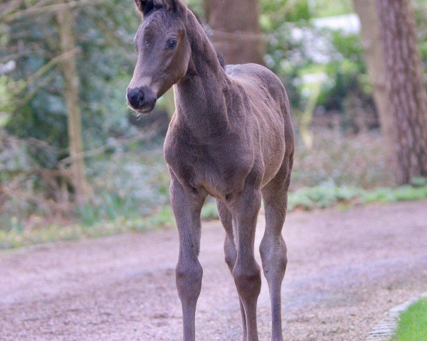 horse BONHOEUR L'ESPOIR (Oldenburg, 2020, from Bonds)