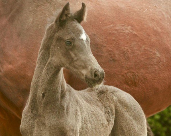 horse Hengst von So Perfect / De Niro (Oldenburg, 2021, from So Perfect)