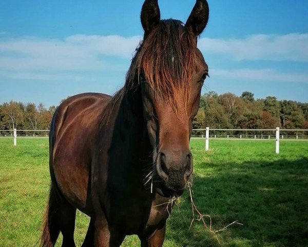 horse Weihshadow (Oldenburg, 2020, from Sezuan's Donnerhall)