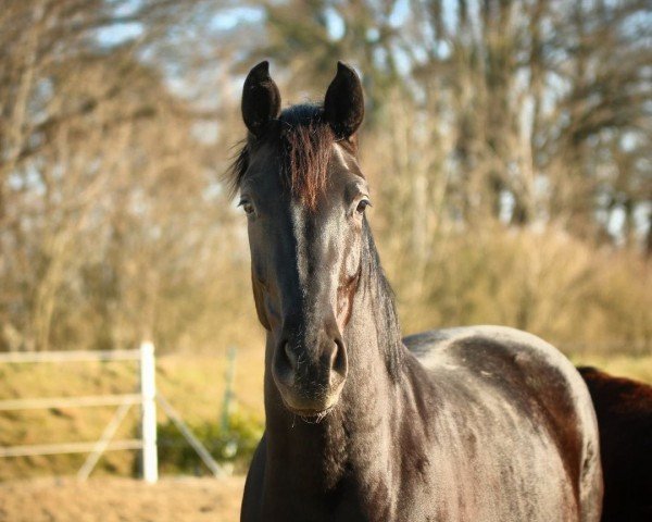 horse Weihsanta (Oldenburg, 2020, from Santo Domingo)