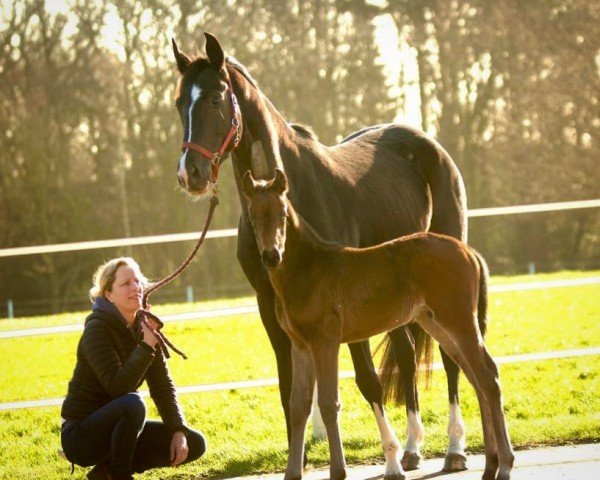 horse Veterano (Oldenburg, 2022, from Fynch Hatton)