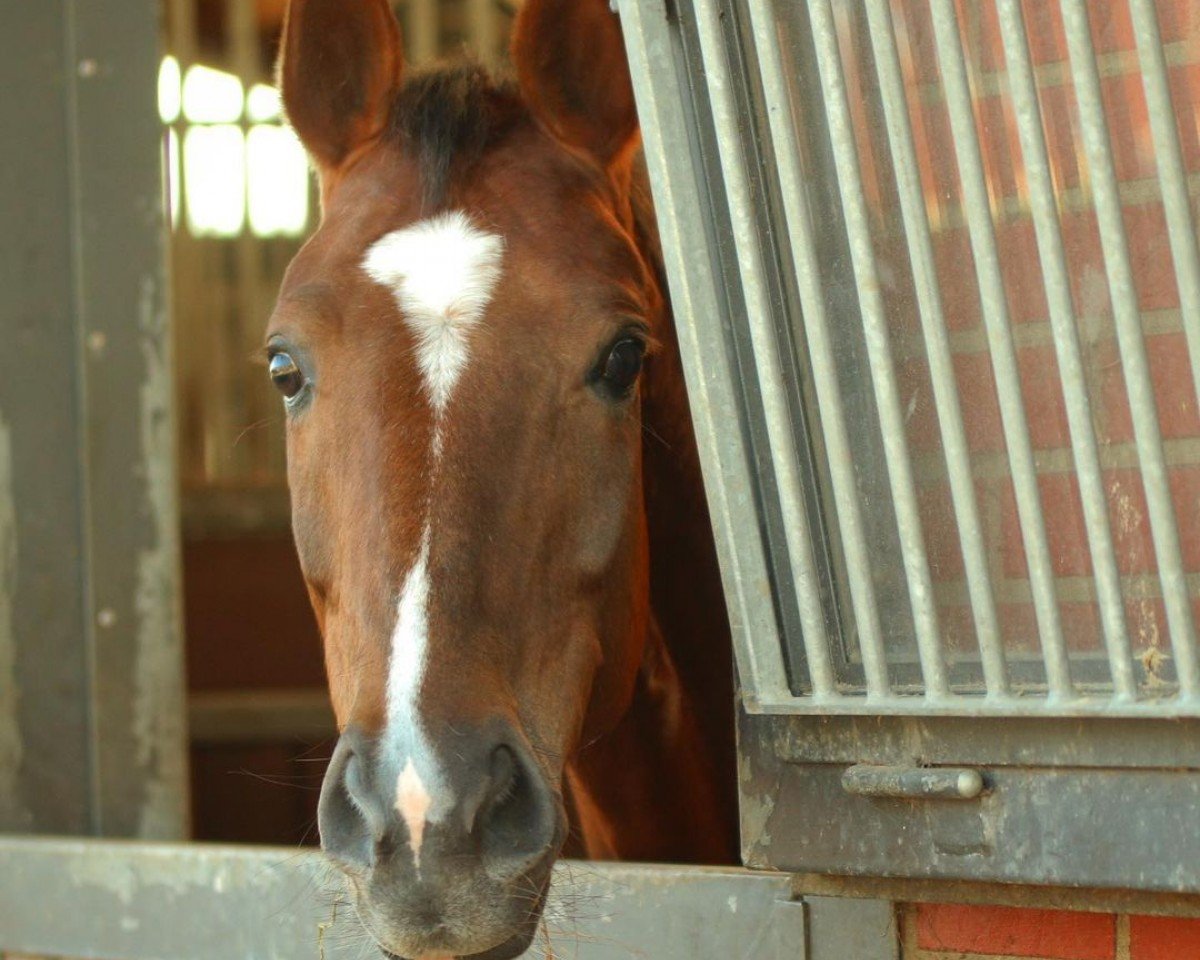 broodmare Weihe's Hope (Oldenburg, 2015, from Sir Donnerhall I)