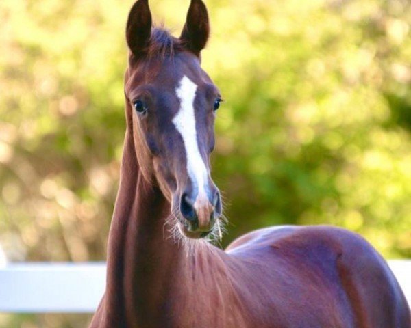 horse Last Dance (Oldenburg, 2022, from Las Vegas)