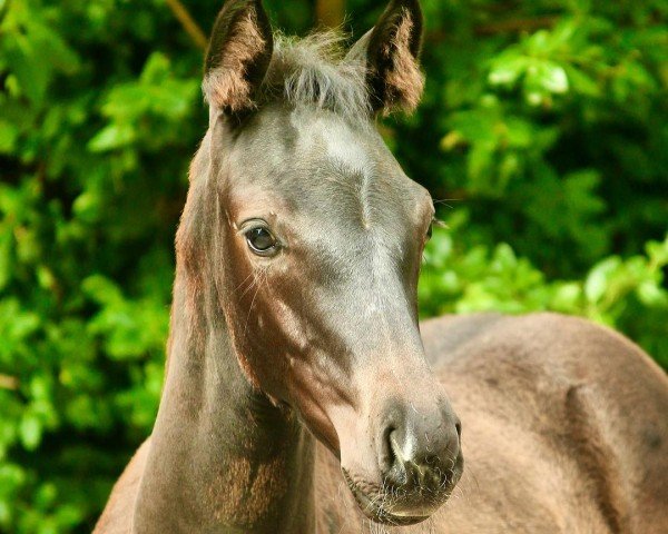 horse Weihdiva (Oldenburg, 2023, from Foundation 2)