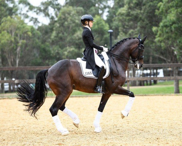 dressage horse Total Recall (Oldenburg, 2012, from Totilas)