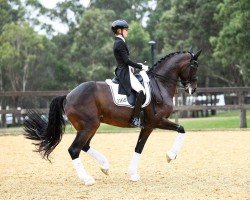 dressage horse Total Recall (Oldenburg, 2012, from Totilas)