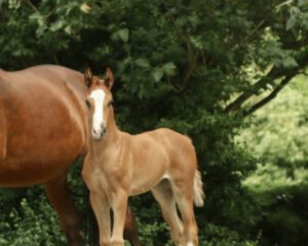 horse Weihe´s Princess (Oldenburg, 2023, from Vitalis) horse Weihe´s Princess (Oldenburg, 2023, from Vitalis)