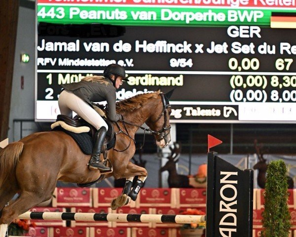 jumper Peanuts van Dorperheide (Belgian Warmblood, 2015, from Jamal Vd Heffinck)