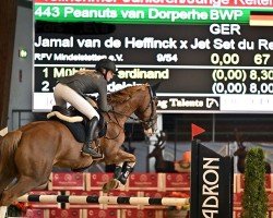 jumper Peanuts van Dorperheide (Belgian Warmblood, 2015, from Jamal Vd Heffinck)