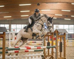 jumper Cedimo EB (Zangersheide riding horse, 2012, from Cancara)