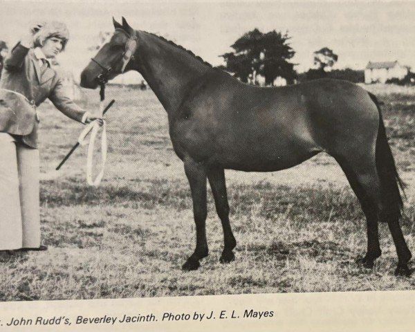 horse Beverley Jacinth (British Riding Pony,  , from Bwlch Hill Wind)