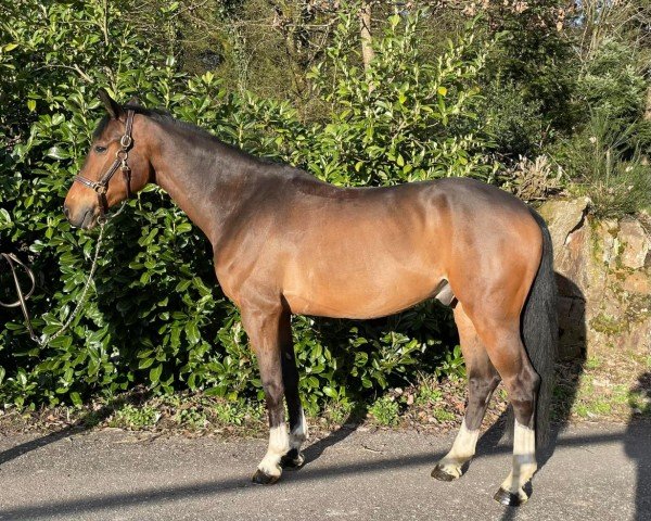 Springpferd Balou Bee (Deutsches Sportpferd, 2016, von Balou du Rouet)