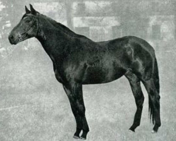stallion Chambellan AA (Anglo-Arabs, 1968, from Dan II AA) stallion Chambellan AA (Anglo-Arabs, 1968, from Dan II AA)