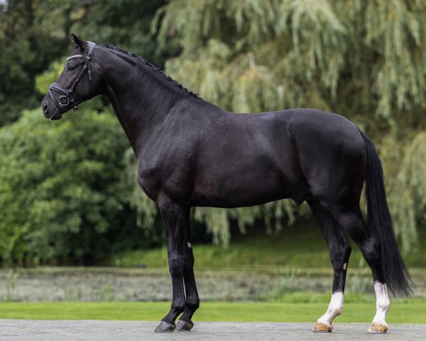 stallion One to Remember (KWPN (Royal Dutch Sporthorse), 2019, from Secret) stallion One to Remember (KWPN (Royal Dutch Sporthorse), 2019, from Secret)