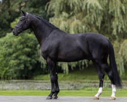 stallion One to Remember (KWPN (Royal Dutch Sporthorse), 2019, from Secret)