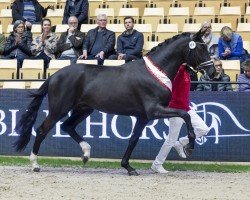 Pferd Select Me (Hannoveraner, 2021, von Secret)