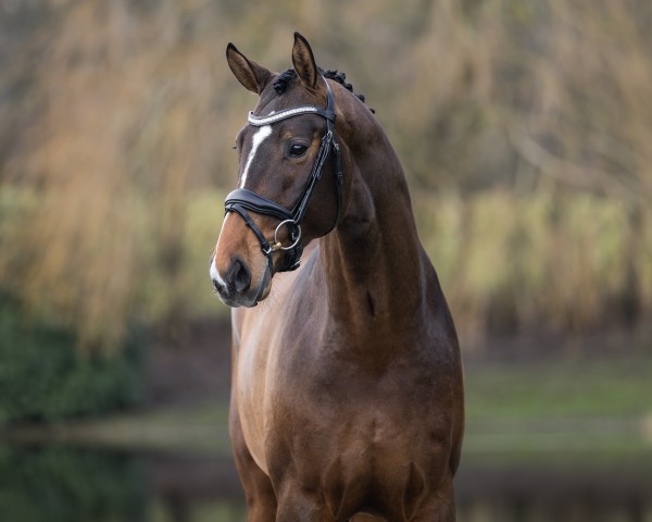 stallion Veniro (German Sport Horse, 2021, from DSP VA Bene)