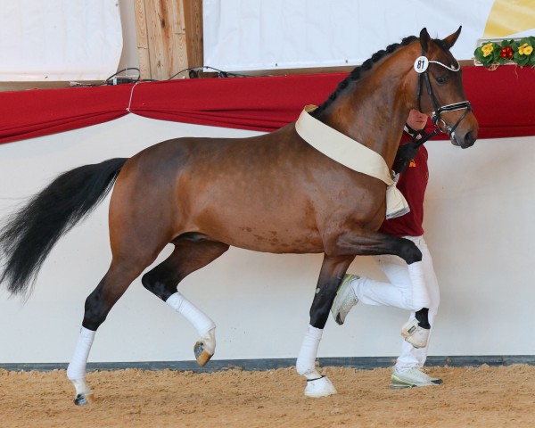 Deckhengst Visandro (Hannoveraner, 2021, von Vivino)