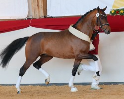 Deckhengst Visandro (Hannoveraner, 2021, von Vivino)