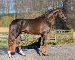 Pferd Vitelli (Hannoveraner, 2021, von Vitalis)