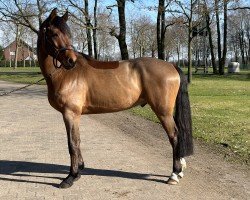 Pferd Bud Spencer K (Westfale, 2020, von Bellini Royal)