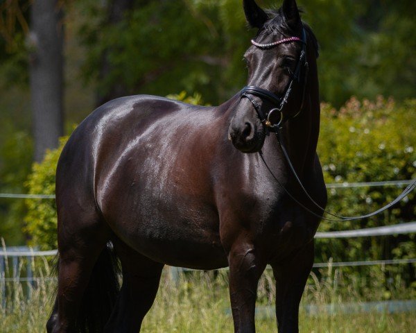 Dressurpferd Lilly Rose H (Deutsches Sportpferd, 2016, von Lord Leopold 7)