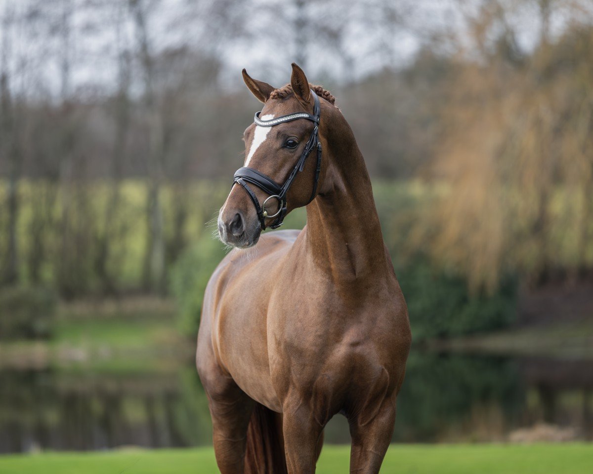 stallion Dynamic Dancer (Westphalian, 2021, from Dynamic Dream)