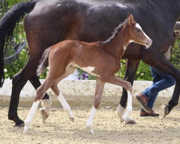 horse Zuperbunt (Westphalian, 2019, from Zoom)