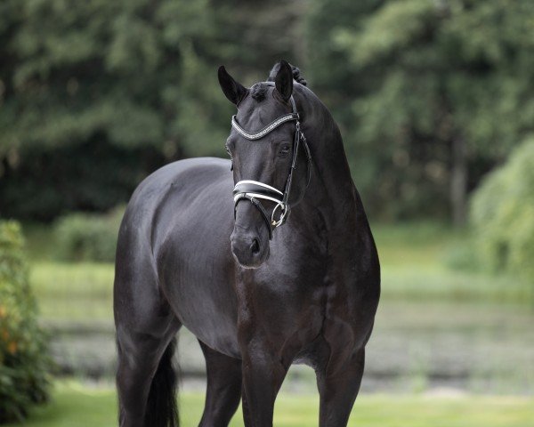 stallion Straight Horse Leonardo (Danish Warmblood, 2020, from Lord Europe)