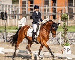 dressage horse Sinfinity (Westphalian, 2019, from Sir Heinrich OLD)