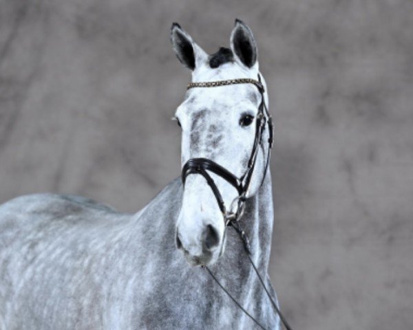 jumper Casper S 4 (German Sport Horse, 2018, from Cristallino)