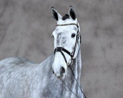 jumper Casper S 4 (German Sport Horse, 2018, from Cristallino)