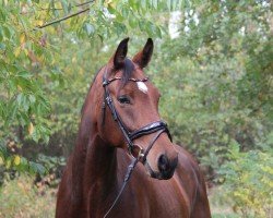dressage horse Barkary (Hanoverian, 2018, from Callaho's Benicio)