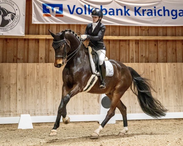 dressage horse Dualibre (Oldenburg, 2016, from Don Juan de Hus)