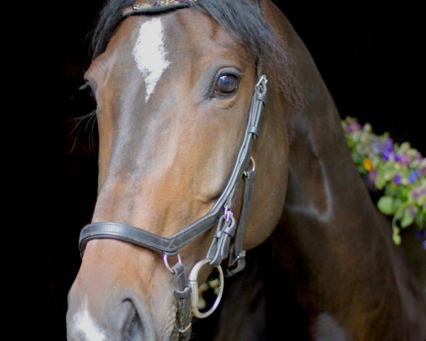 Cavallo Mohnblüte (Cavallo Sportivo Tedesco, 2009, di Rajko)