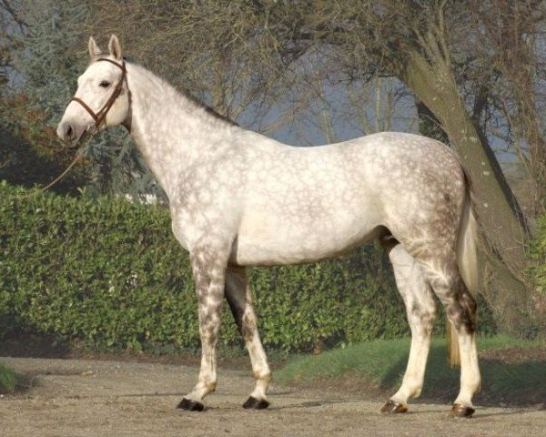 Deckhengst Rock'n Roll Animal AA (Anglo-Araber, 2005, von Quatar de Plape AA)
