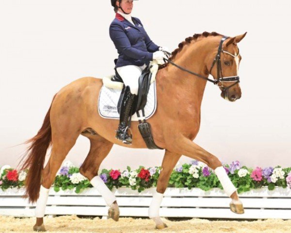 horse Wild Romantic (Oldenburg, 2020, from Wild Child)