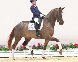 horse Recall (Oldenburg, 2019, from Fuechtels Floriscount OLD)