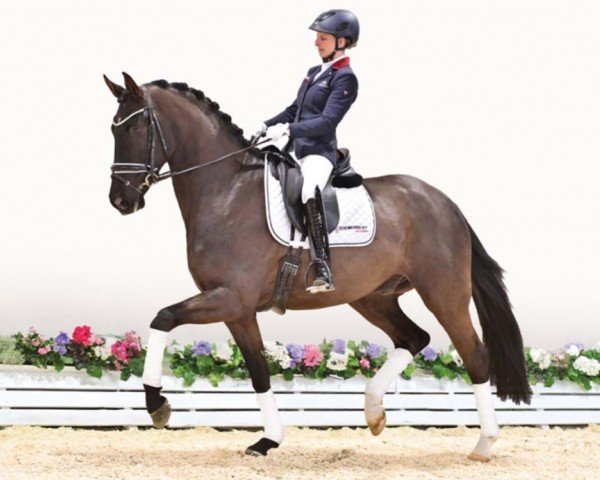 horse Sotheby (Oldenburg, 2020, from Sezuan's Donnerhall)
