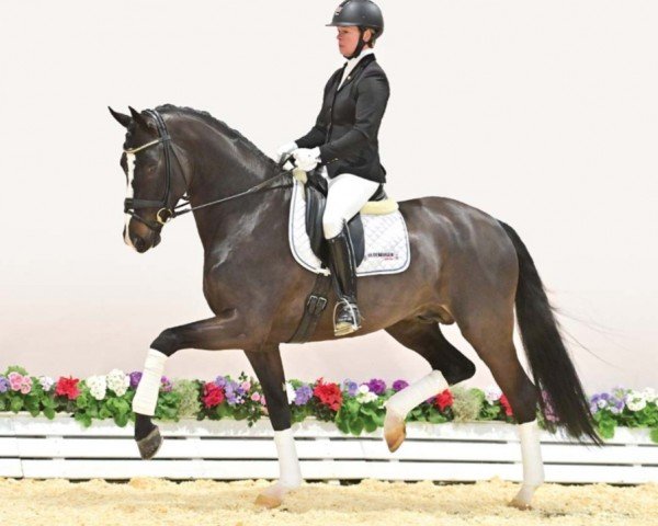 horse D'Allure (Oldenburg, 2019, from Diamond Deluxe)