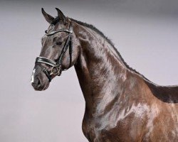 stallion Secret Escape 9 (Westphalian, 2019, from Secret)